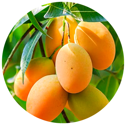 Webproduct_FruitTrees
